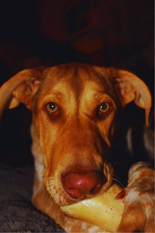 Satisfied dog happily chewing on a New Zealand made dog treat