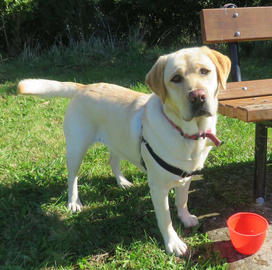 English Cream Labrador Retriever dog with a beautiful cream-colored coat