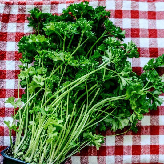 Bunch of fresh parsley on a red and white gingham tablecloth