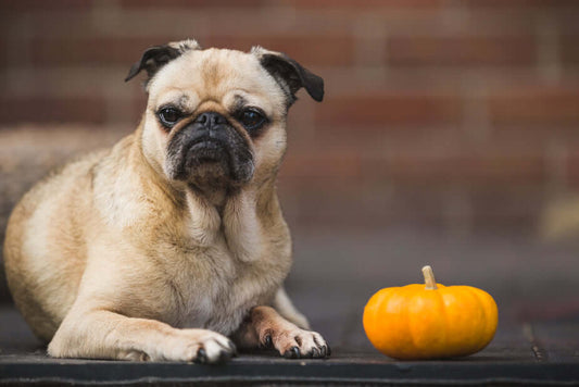 Pug Dog With Pumpkin for Halloween